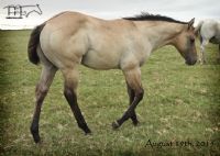 Saltys Sophy Hancock's 2015 Colt